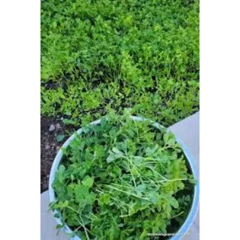 Soft Dried Fenugreek Leaves
